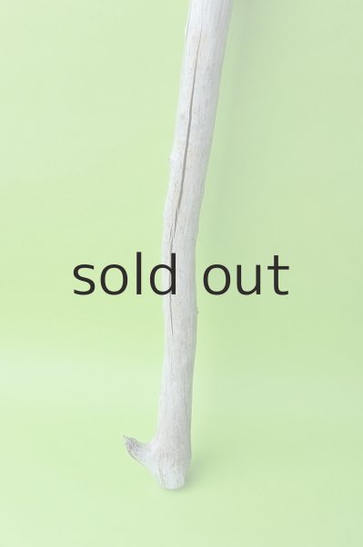 画像2: 幹流木 (2)