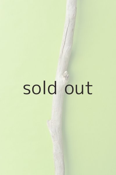 画像4: 幹流木 (4)