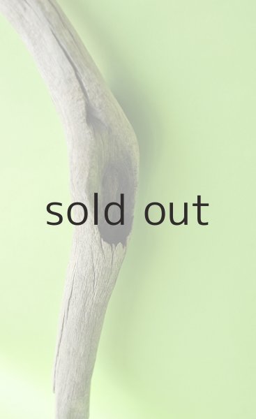 画像3: 幹流木・長尺 (3)