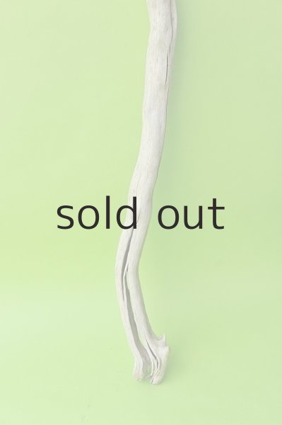 画像2: 幹流木 (2)