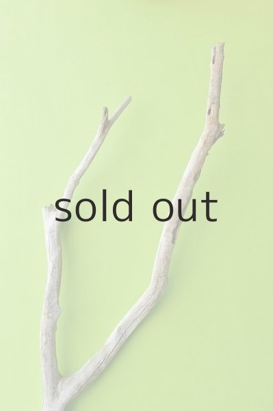 画像5: 幹流木 (5)