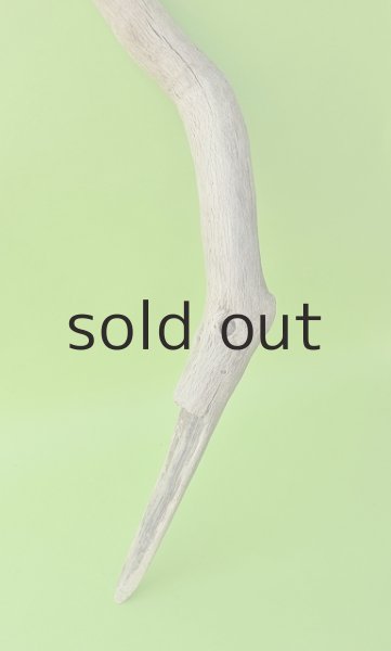 画像2: 幹流木 (2)