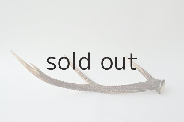 画像2: デコール用二ホンジカの角 (2)