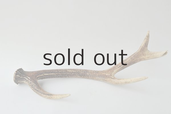 画像2: デコール用二ホンジカの角 (2)
