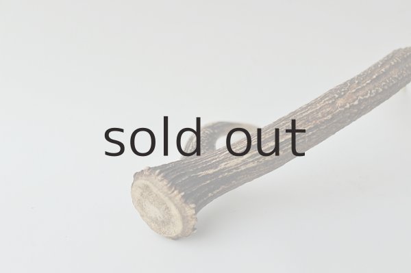 画像3: デコール用二ホンジカの角 (3)