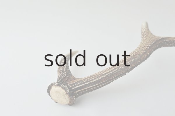 画像3: デコール用二ホンジカの角 (3)