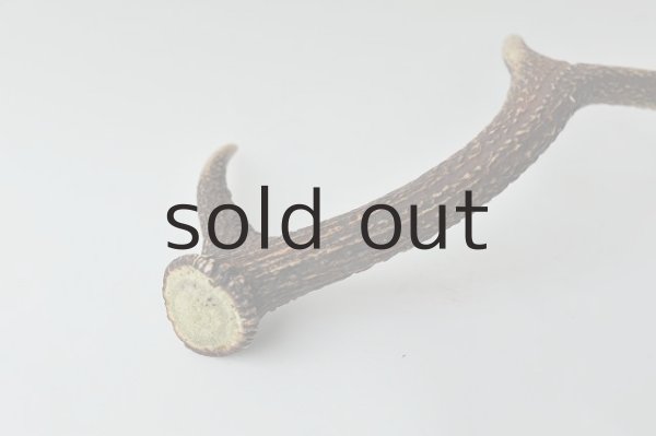 画像3: デコール用二ホンジカの角 (3)
