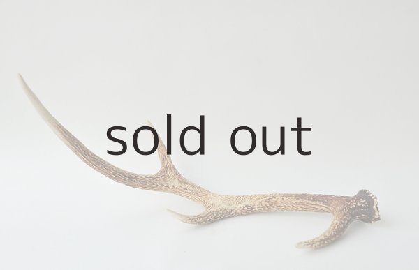 画像2: デコール用二ホンジカの角 (2)