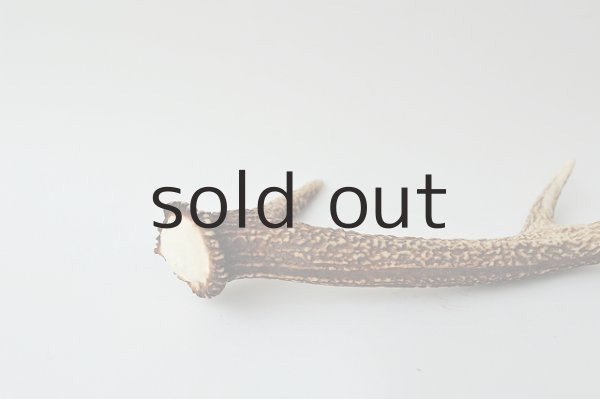 画像3: デコール用二ホンジカの角 (3)