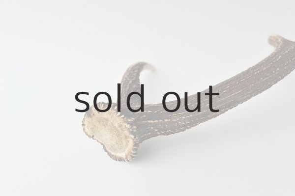 画像3: デコール用二ホンジカの角*outlet* (3)