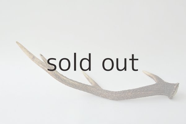 画像2: デコール用二ホンジカの角 (2)