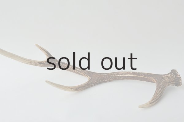 画像2: デコール用二ホンジカの角 (2)