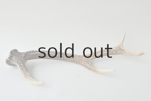 画像2: デコール用二ホンジカの角*outlet* (2)