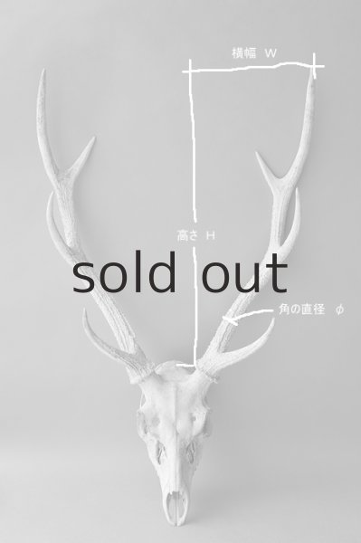 画像4: デコール用二ホンジカの角 (4)