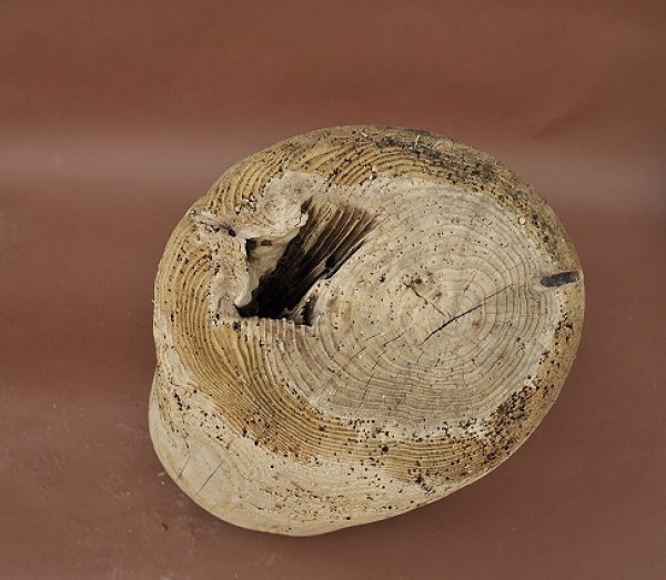 画像2: 大型 幹（丸太） (2)