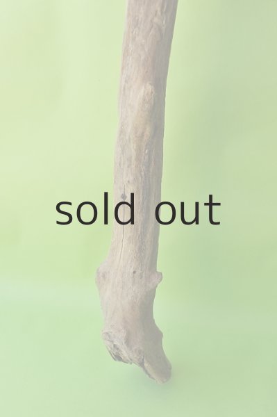 画像2: 幹流木 (2)