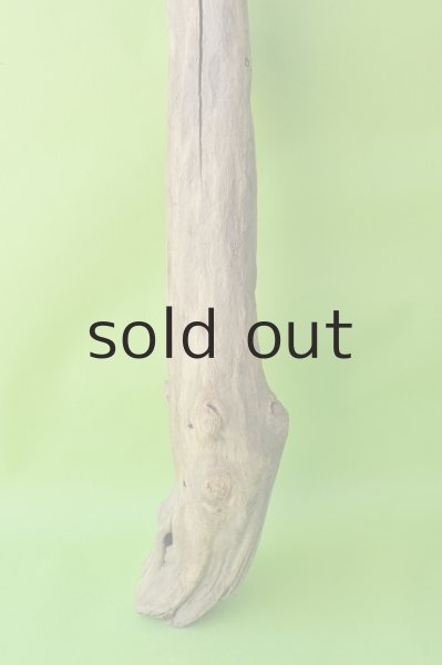 画像4: 幹流木 (4)