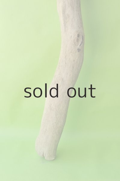 画像2: 幹流木 (2)