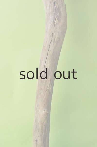 画像3: 幹流木 (3)