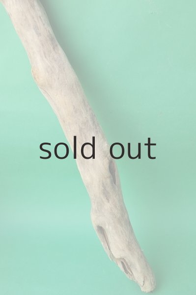 画像2: 幹流木 (2)