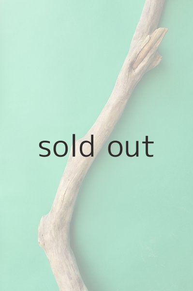 画像3: 幹流木 (3)