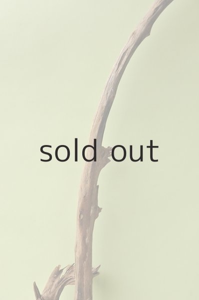 画像5: 幹流木 (5)