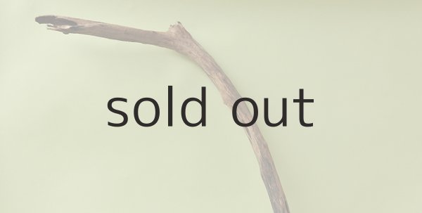 画像4: 幹流木 (4)