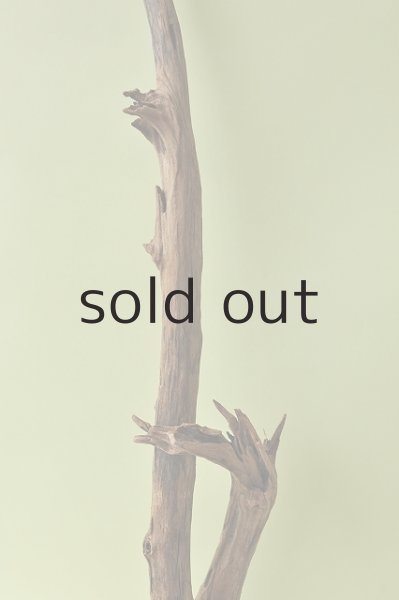 画像3: 幹流木 (3)