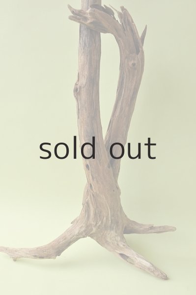 画像2: 幹流木 (2)