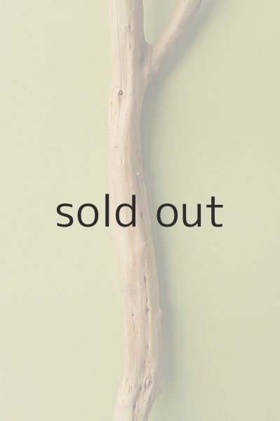 画像3: 幹流木 (3)