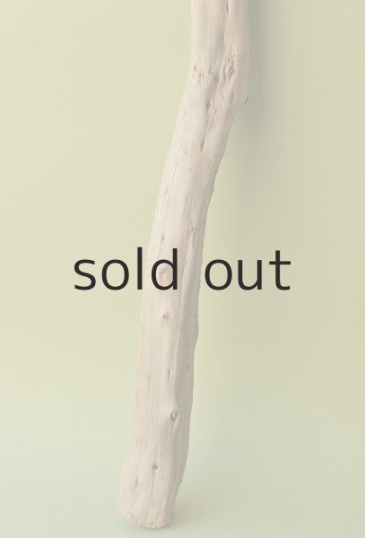 画像2: 幹流木 (2)