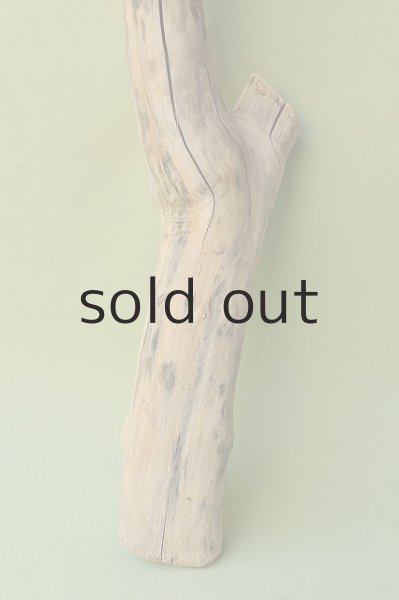 画像2: 幹流木 (2)