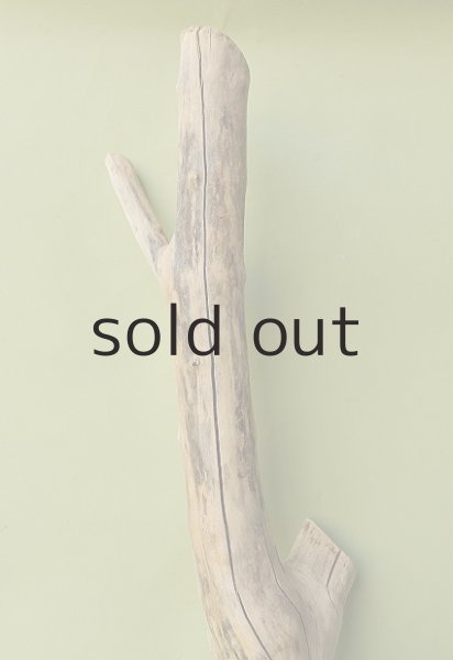 画像3: 幹流木 (3)