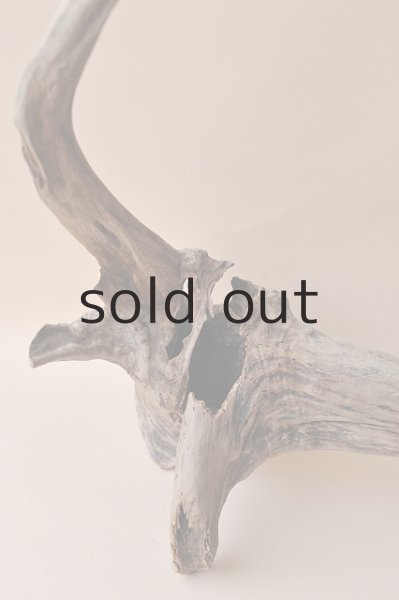 画像2: 流木根 (2)