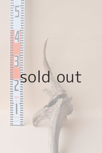 画像4: 流木根 (4)