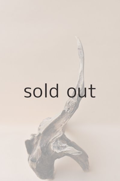 画像3: 流木根 (3)