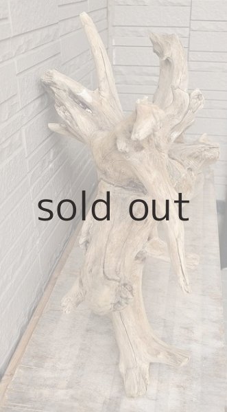 画像3: 大型 根 (3)