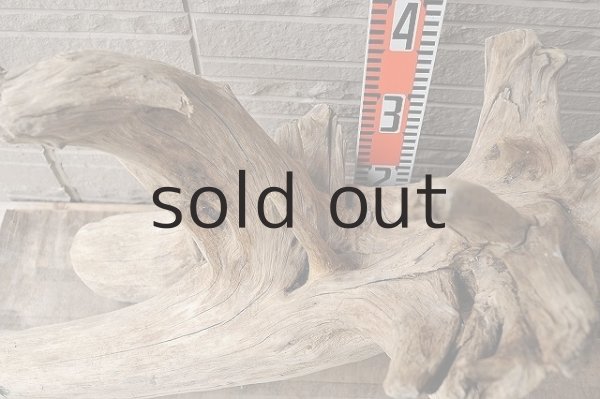 画像5: 大型 根 (5)