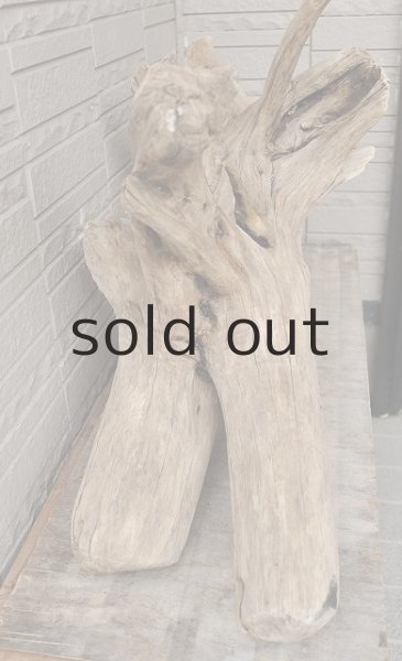 画像4: 大型 根 (4)