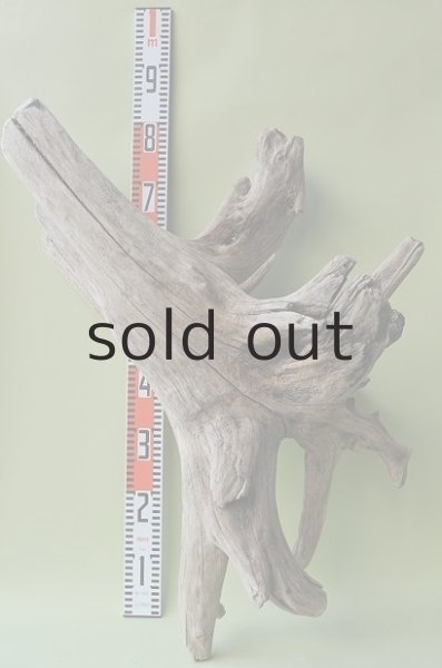 画像2: 大型 根 (2)