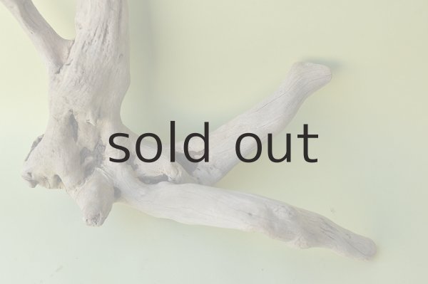 画像2: 大型 根 (2)