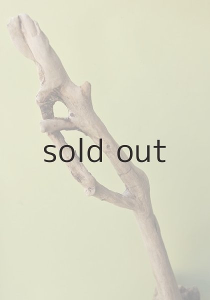 画像4: 大型 根 (4)