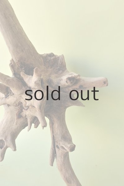 画像3: 大型 根 (3)