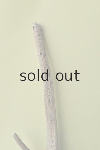 画像3: 大型 根 (3)