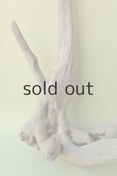 画像4: 大型 根 (4)