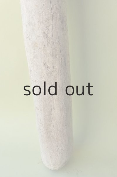 画像2: 幹流木 (2)