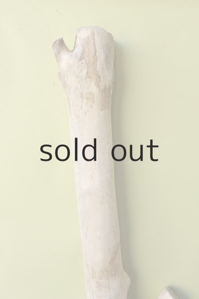 画像3: 幹流木 (3)