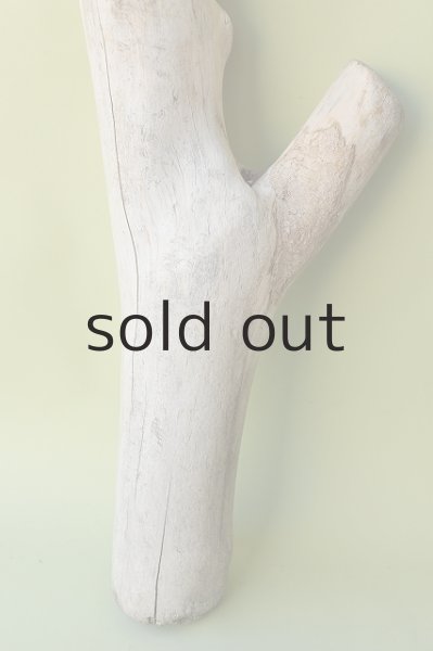 画像2: 幹流木 (2)