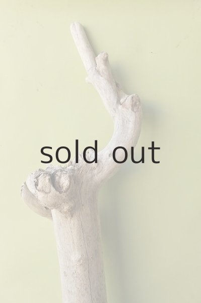 画像3: 幹流木 (3)