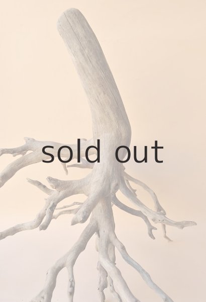 画像4: 流木根・中型 (4)